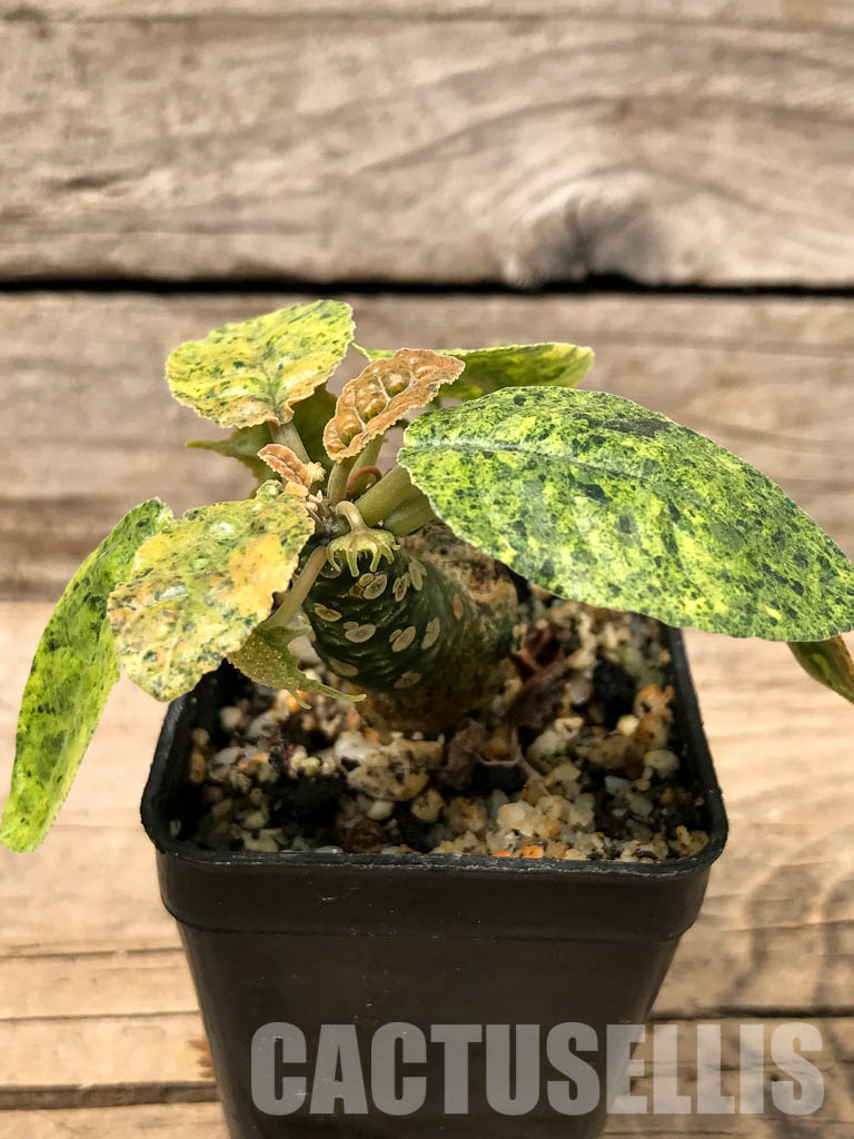 dorstenia foetida variegata (5)