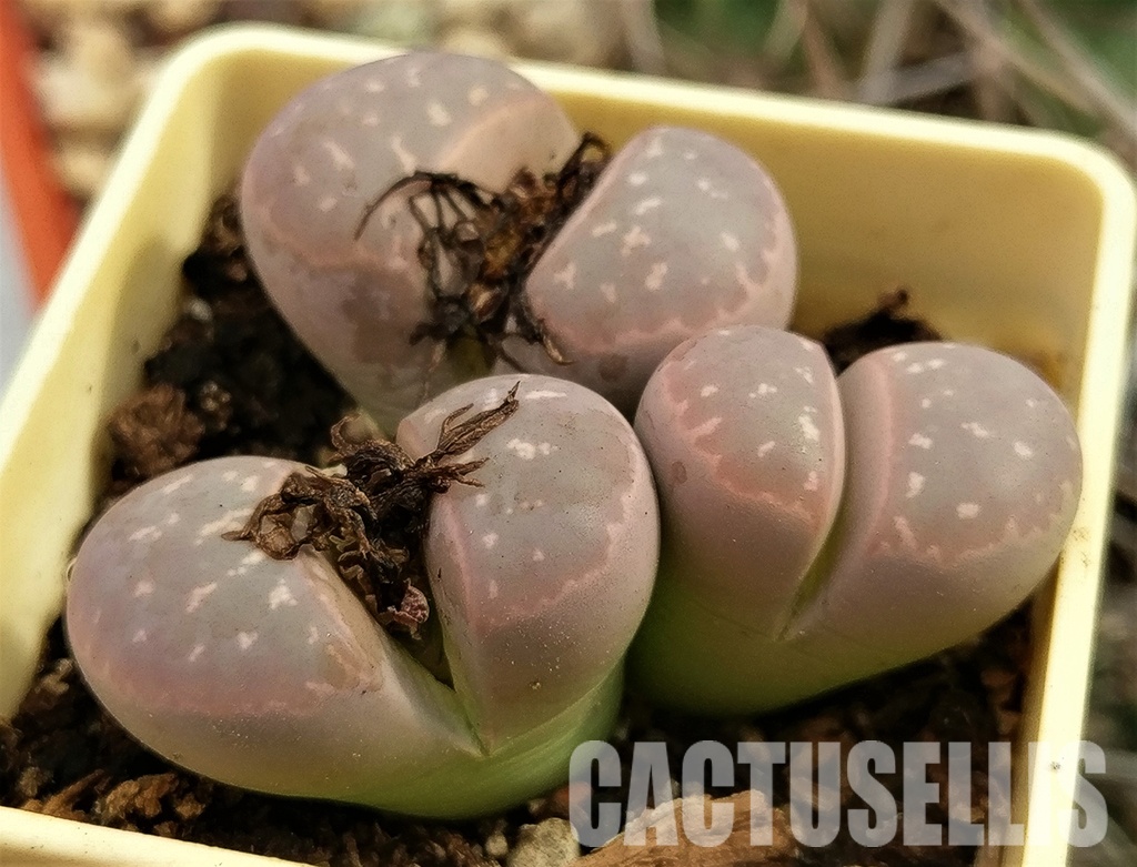 LITHOPS Olivacea v. Nebrownii C162B (4)