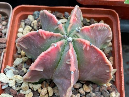Astrophytum myriostygma pink form