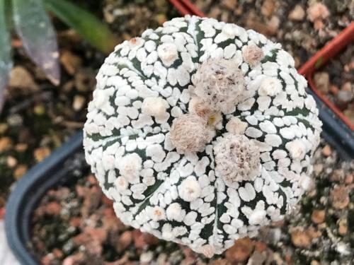 Astrophytum asterias cv. Super Kabuto.