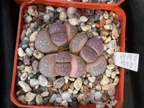 103067808 2574583182871231 1897522092890379112 o