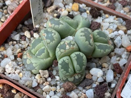 Lithops otzeniana, green form.