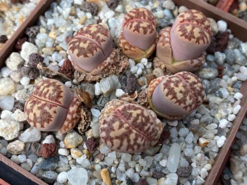 Lithops dorotheae.