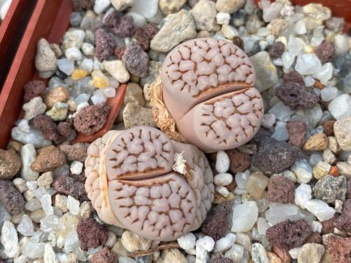 Lithops julii, reticulate form