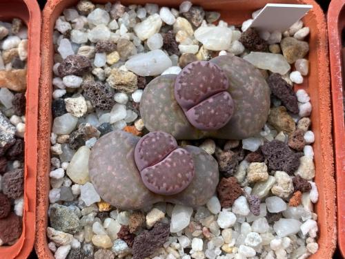 Lithops salicola sv. 'Bacchus'.