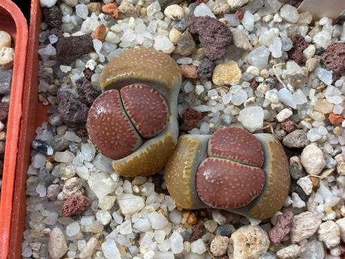 Lithops vilettii v. kennedyi, Cole 229.