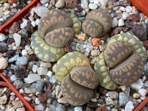 Lithops otzeniana