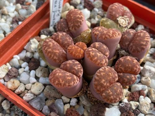 Lithops bromfieldii var. bromfieldii.
