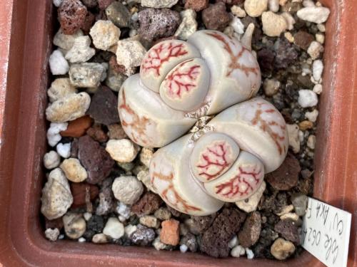 Lithops hybrid cv. 'Aka Fan'.