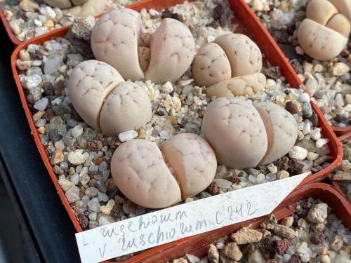 Lithops rushiorum.