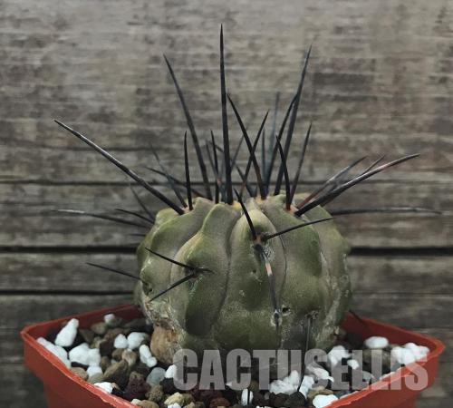Copiapoa dealbata, AW 110