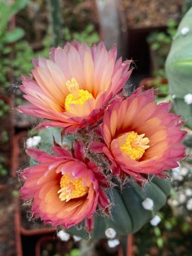 Astrophytum asterias with pink flowers.