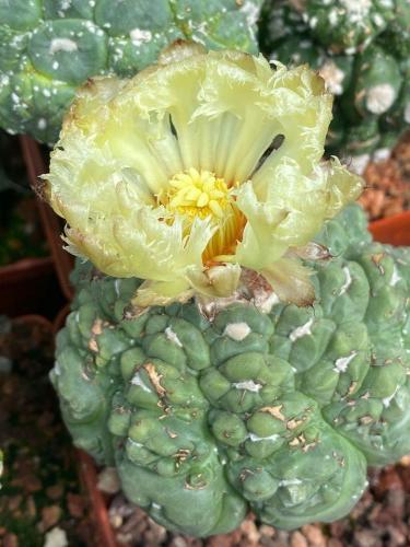 Astrophytum asterias cv. tartle kikko.