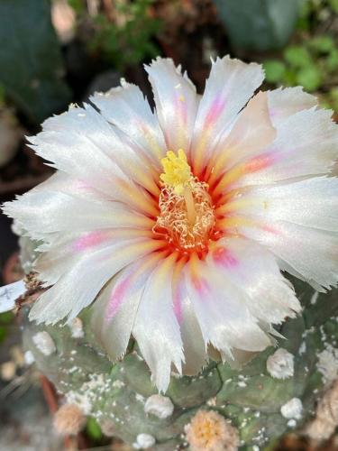Astrophytum asterias cv. tartle kikko.
