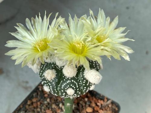 Astrophytum asterias cv. Oibo, F2.