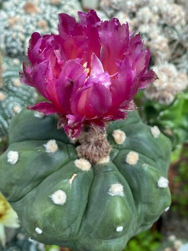 Astrophytum asterias with pink flowers, clone 6.
