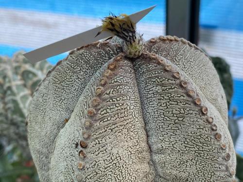 Astrophytum myriostygma cv. onzuka.