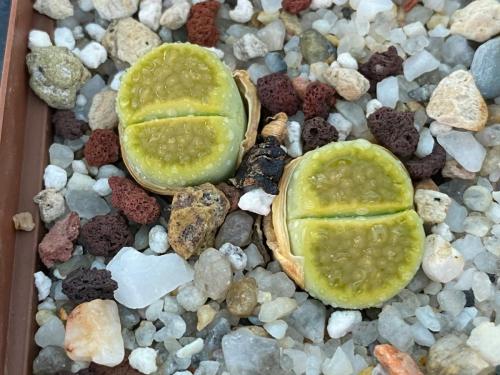 Lithops hallii cv 'Green soapstone', Cole 111A.
