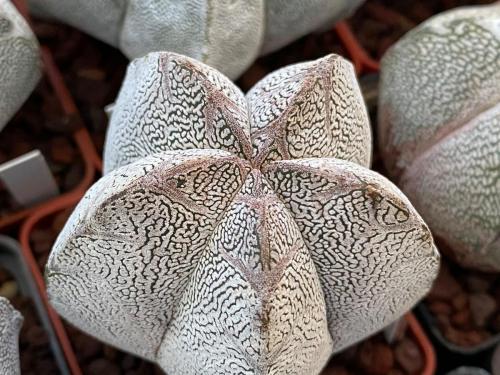 Astrophytum myriostygma cv. onzuka.