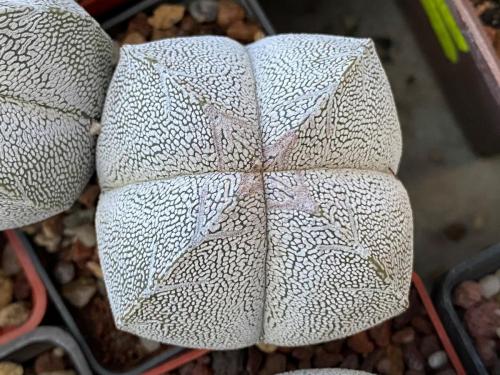 Astrophytum myriostygma cv. onzuka.