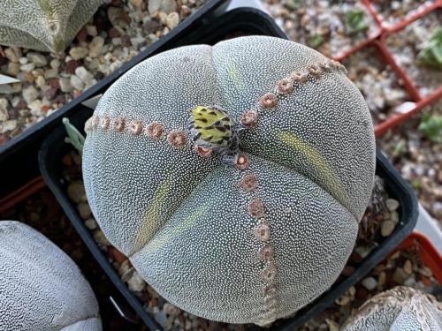 Astrophytum myriostygma 3 ribs variegata.