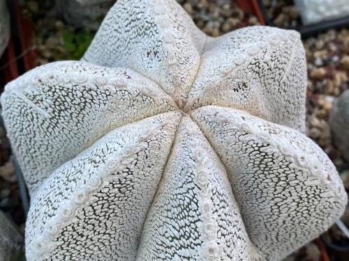 Astrophytum myriostygma cv. onzuka.