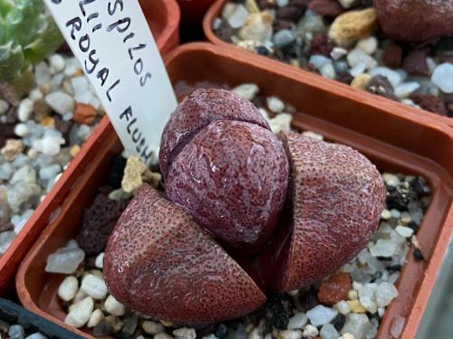 Pleiospilos nellii cv. 'Royal Flash'.