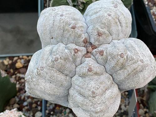 Astrophytum myriostygma cv. onzuka kikko.