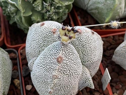 Astrophytum myriostygma cv. onzuka.