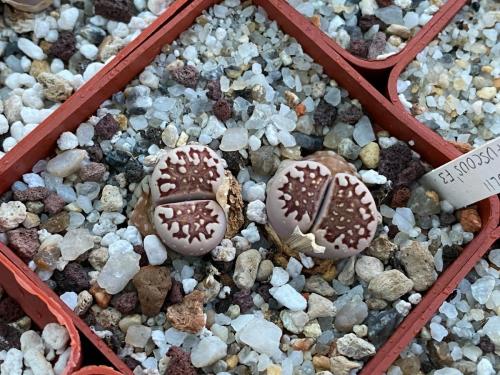 Lithops julii, Fuscous form, F3