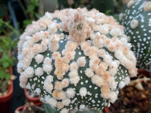 Astrophytum asterias cv. Hanazono.