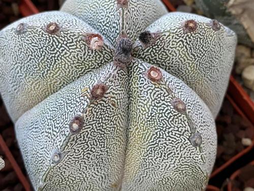 Astrophytum myriostygma cv. onzuka.