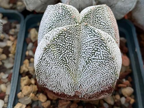 Astrophytum myriostygma cv. onzuka.