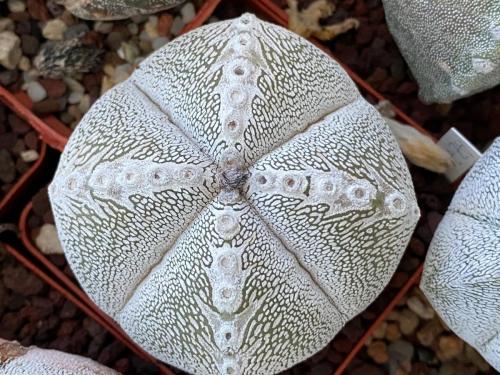 Astrophytum myriostygma cv. onzuka.