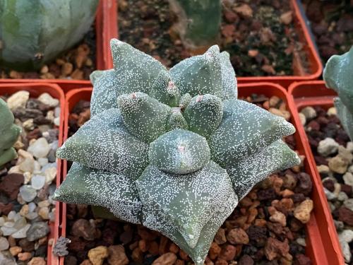 Astrophytum, myriostygma group