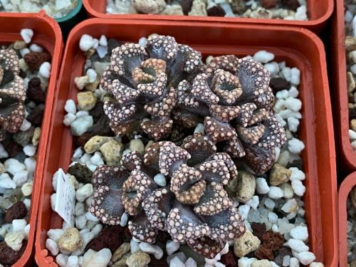 Titanopsis calcarea