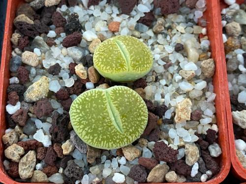 Lithops aucampiae cv. 'Bella Ketty'.