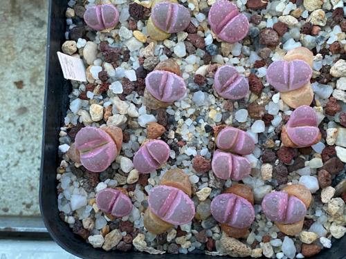 Lithops 'Optica Rubra', F2.