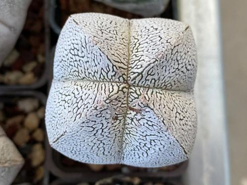 Astrophytum myriostygma cv. onzuka.
