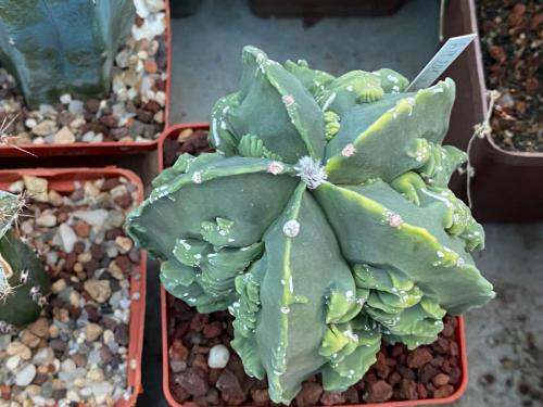 Astrophytum myriostygma cv. fukuryi.