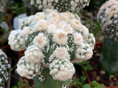 Astrophytum asterias cv. Oibo, F2.
