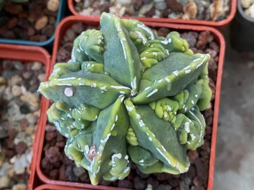 Astrophytum myriostygma cv. fukuryi.