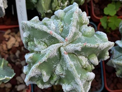Astrophytum myriostygma cv. fukuryi.