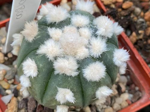 Astrophytum asterias cv. Oibo, F2.