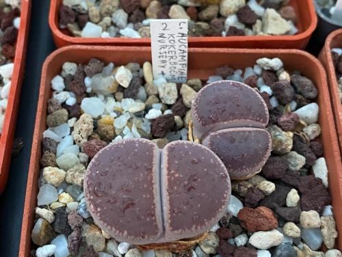 Lithops aucampiae, Kokerboem nursery.