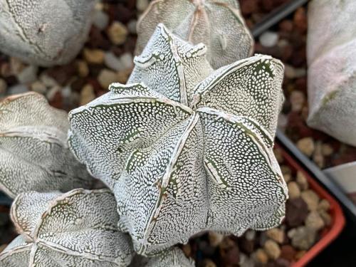 108696005 2602414646754751 4238435486169588888 o - Copy