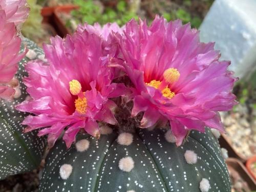 Astrophytum asterias with pink flowers, clone 2.
