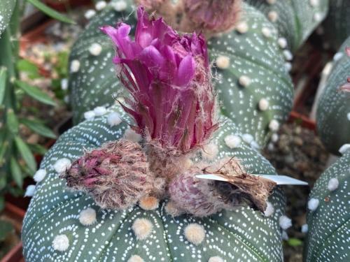 Astrophytum asterias with pink flowers, clone 4.