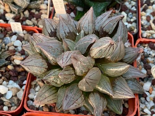 Haworthia 
