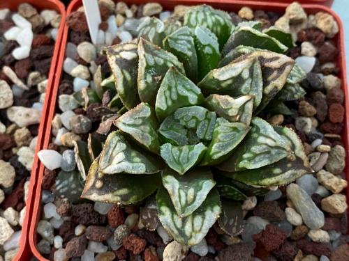 Haworthia hybrid